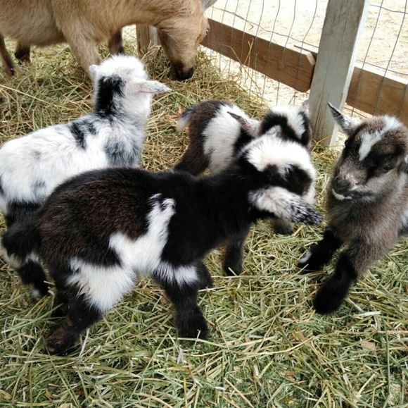 Meet your Posher, Lovely Lotus Vintage - Picture 6 of 6